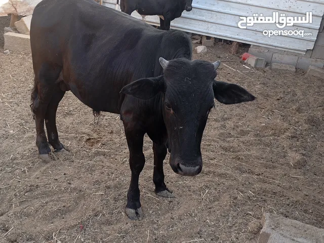 يتوفر لدينا عجول حلوات اوزانهن من 90الى 100 سعرهن مليون و600 والزغير سعره مليون و500