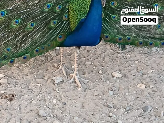 طاؤس للبيع