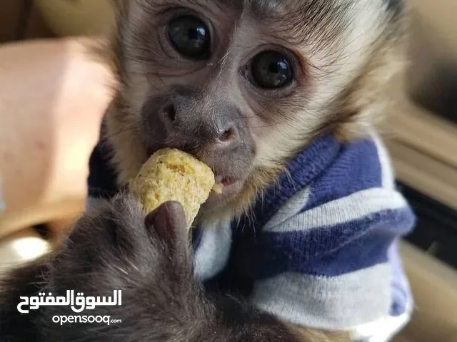 Amazing Capuchin Monkeys for Sale
