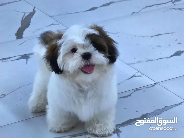 شدزو ذكر وانثى