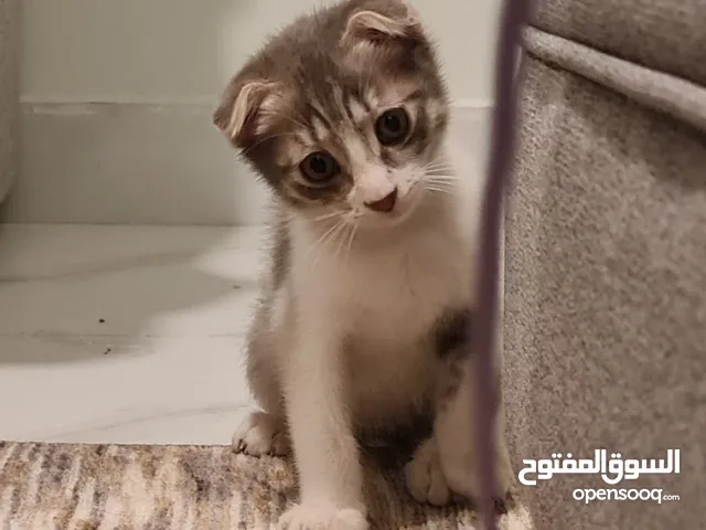 Scottish Fold Kitten Looking For A Forever Home - قطة اسكتلندية تبحث عن منزل دائم