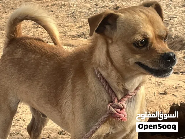 كلب شيواو للبيع
