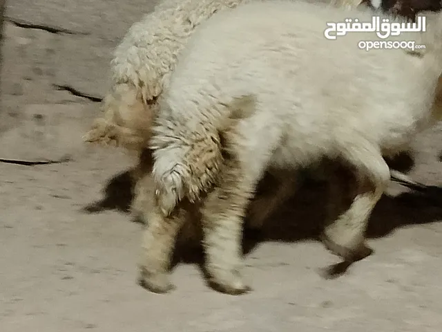 طليان فحل ونثيه ابيعهن سوة
