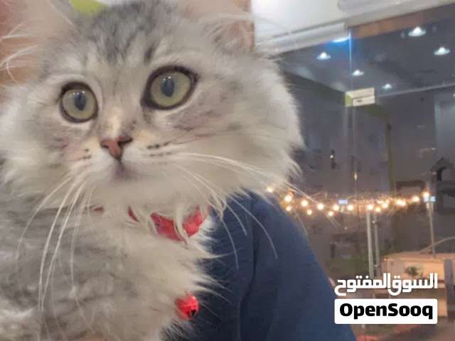 قطة شيرازي للتبني