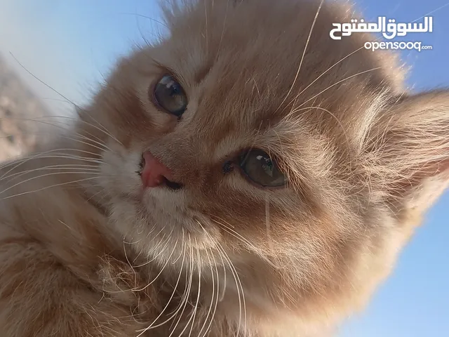 قط بعمر شهرين صغير لعلوب الاب شيرازي والام عاديه بعيون عسليات