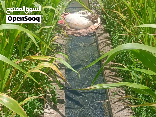 حريه جاهزه للجزاز للبيع موقع الرستاق الغشب للجله ب 4 ريال  حريه بياض وجه تصلح للقصب