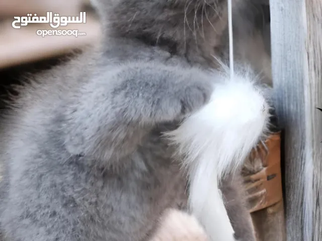 قطة سكوتش ستريت