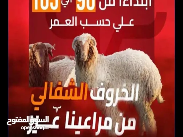 ذبايح السلامة