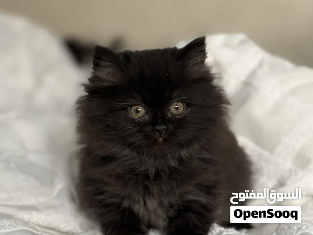 قطة شيرازي للبيع