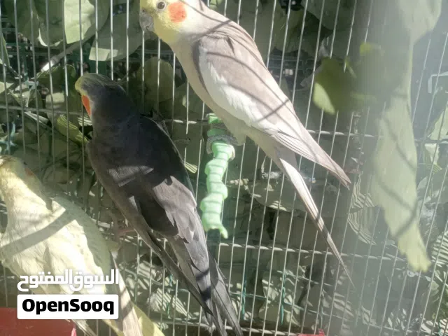 متاح بعد الصلاة على النبي موجوده ثلاث فحول كوكتيل  اقرا الوصف