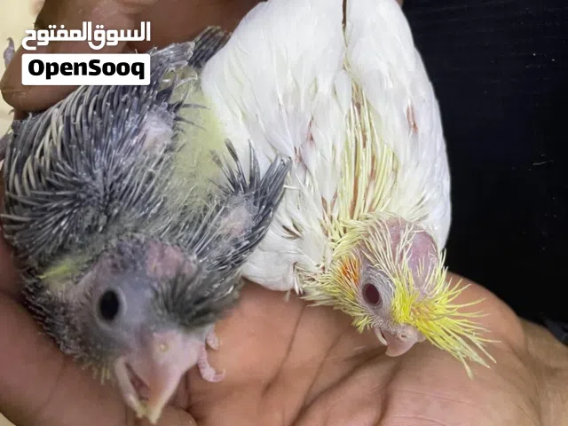 Handfeeding cockteil chicks