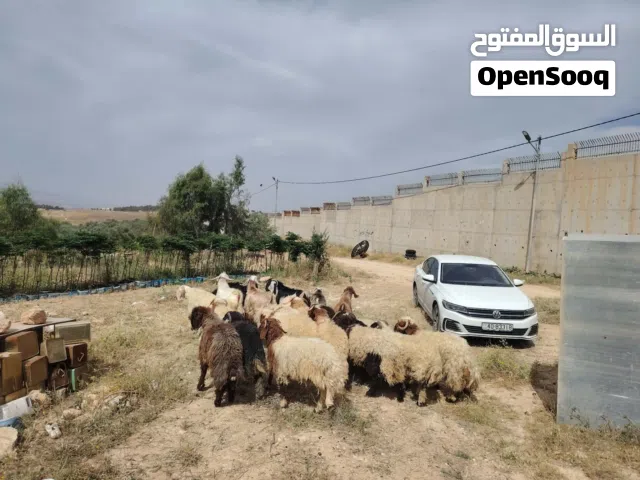 "أحيِ السنّة بـ أضحية تسرّ الخاطر وتبيّض الوجه."اضحيتك جاهزه وعلى مقاس.. شرفنا واختار على كيفك !