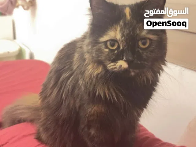 قطه للتبني