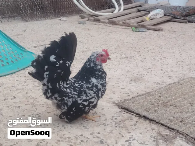 فروج ودجاجة كيني