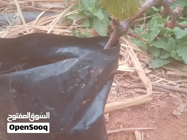 يوجد شتل عنب فراولة نوعية ممتازة للبيع