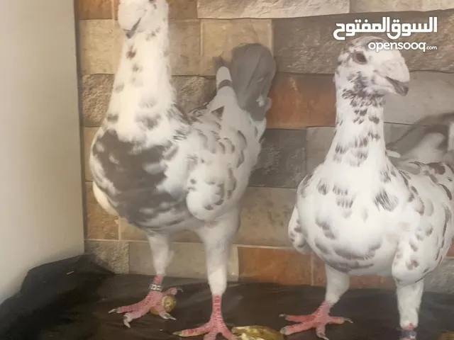 اجواز هومر مستوى اول مختوم