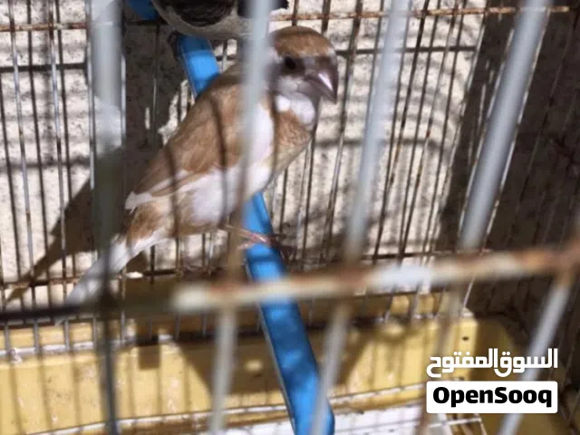 البنغالي(موانو)