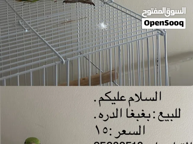 بيع بغبغا الدره