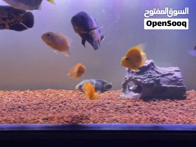 حوض سمك كامل