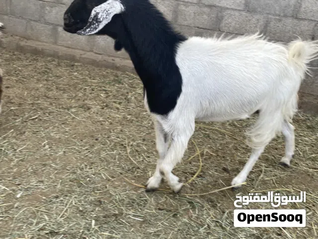 شاه تهجين بكستاني