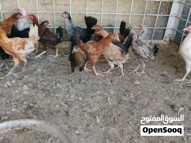 Chicken for sale دجاج عماني للبيع