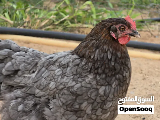 دجاجه هجين للبيع