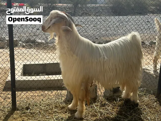 فحل من حلال الجبل الاخضر الوصف مهم