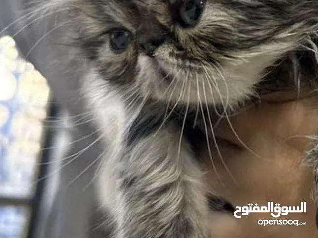 قط هملايا فحل العمر شهرين ويا دراي فود ومعلبات ولتر بوكس وقفص تنقل ومجرفه وصحنين