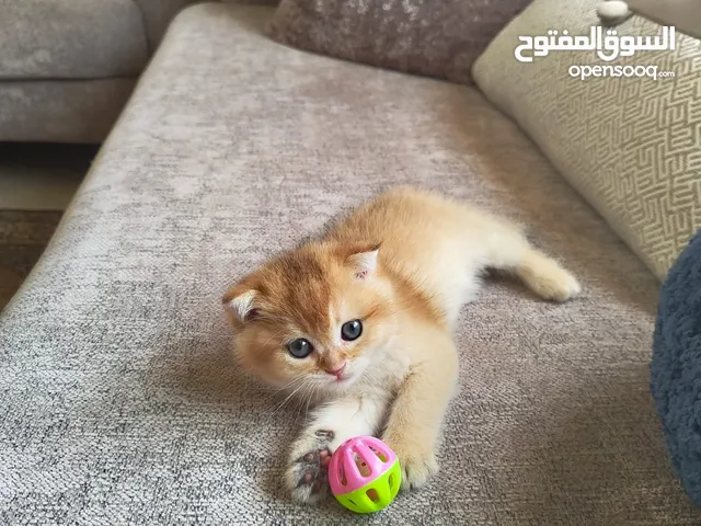 Scottish fold female Ny12