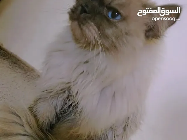 قط انثى للبيع ماخده جميع المطاعيم السعر50 دينار