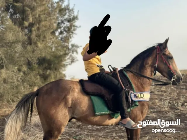 مهر الصلاه على النبي