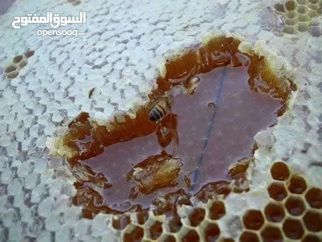 عسل طبيعي 100 ٪