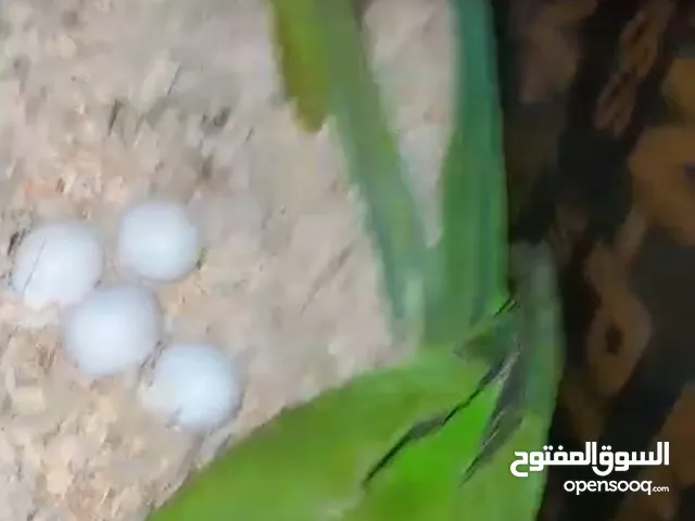 زوج دره منتج وصف مهم