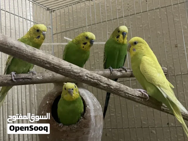 5 عصافير بادجي