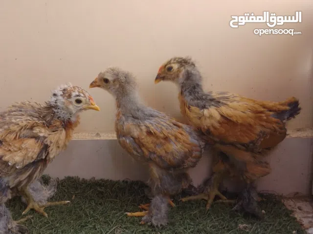 دجاج البراهما العملاق