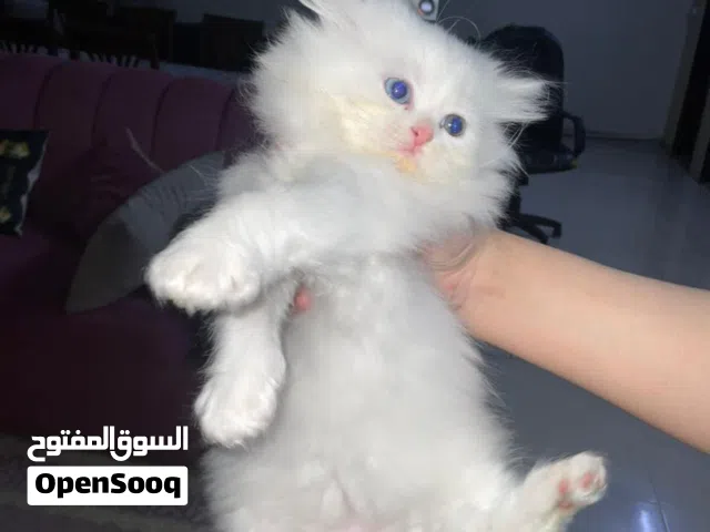 قطط شيراز عمر شهرين عيون ملونه
