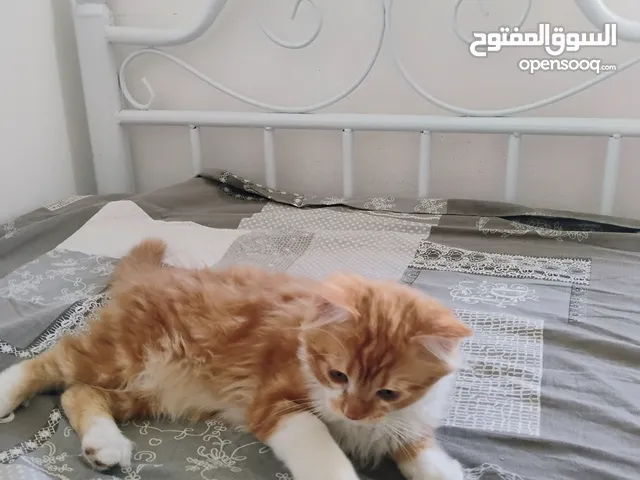 قط ذكر هملايه وشانشيلا عمر ثلاث اشهر ضاهرة عليه جين البوينت