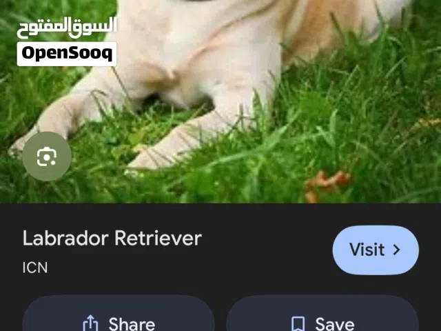 عاوز كلب للتبني