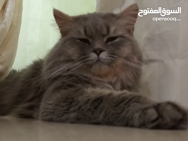 Cat for adoption