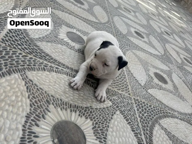 جرو بيتبول