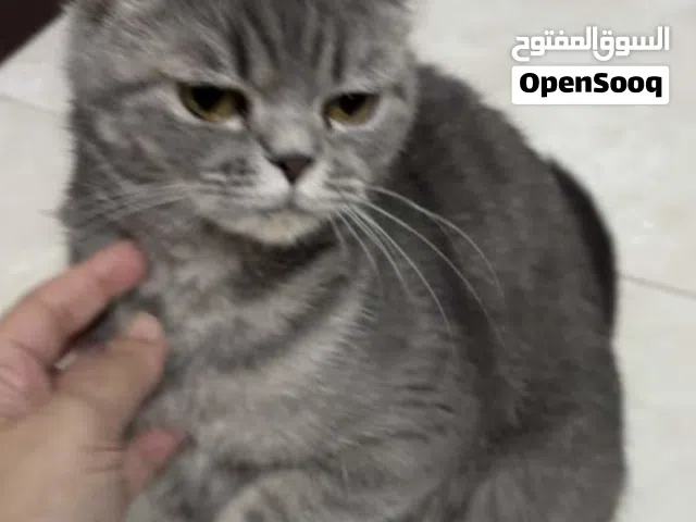 قطة  ستريت سكوتش  للبيع  في اربد مع كامل أغراضها اللازمة والمطاعيم