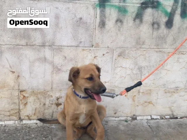 كلب بيتبول بندوق روت صورة امو وابوه الكلب بيتبول على ابوه للبيع