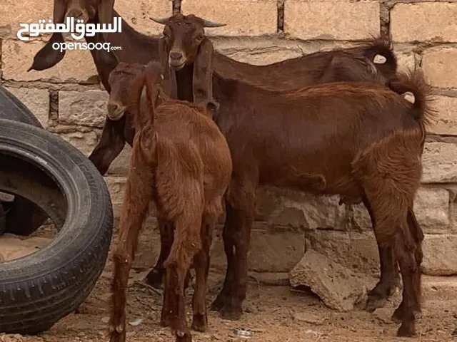عنز بي 3300