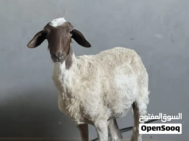 فطيمة للبيع