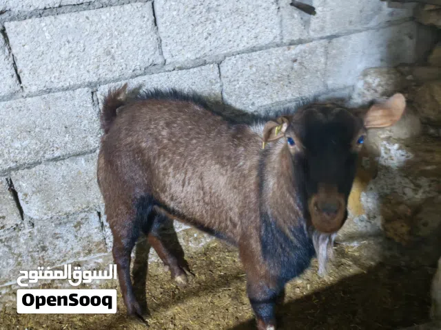 فحل صلالي للبيع