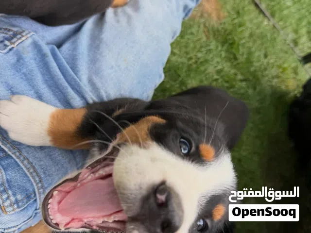 Bernese mountain puppy