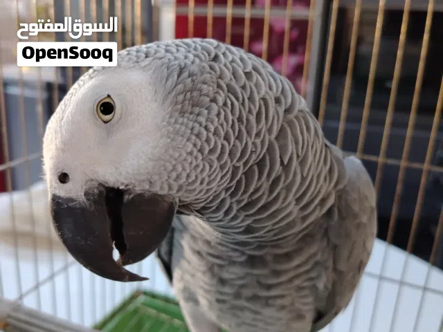 كاسكو افريقي