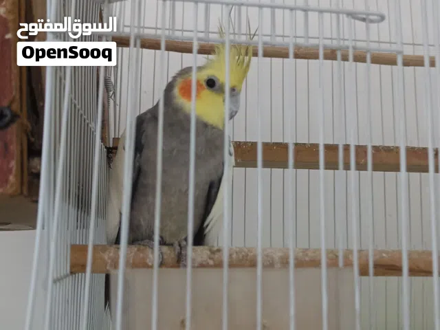 طيور كوكتيل للبيع امايات وبياضات