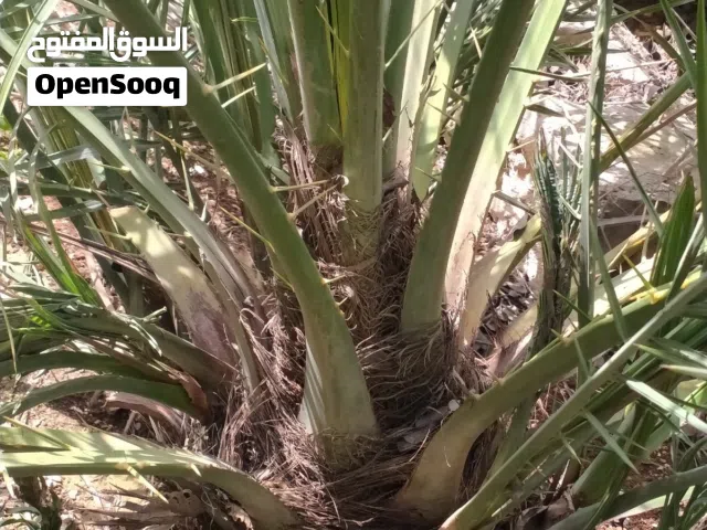 متوفر نخل انثى مع فسايل