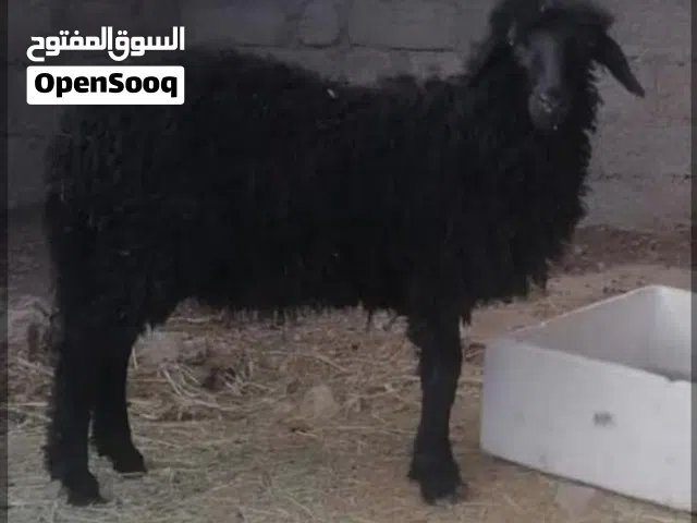 كبش اسود عماني جاني كامل